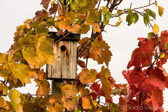 Landpartie WAGRAM_Blattgold&Blattrot_(c)_Nadja Meister_IMG_2162