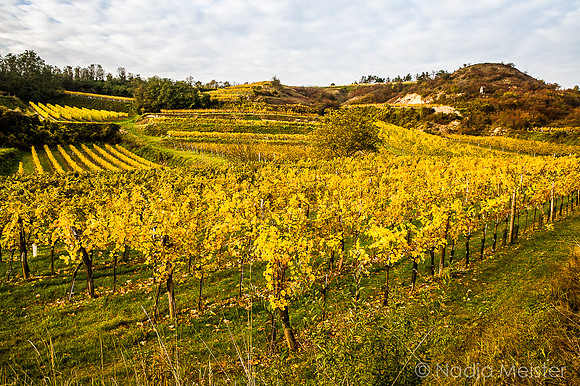 Landpartie WAGRAM_Blattgold&Blattrot_(c)_Nadja Meister_IMG_6548