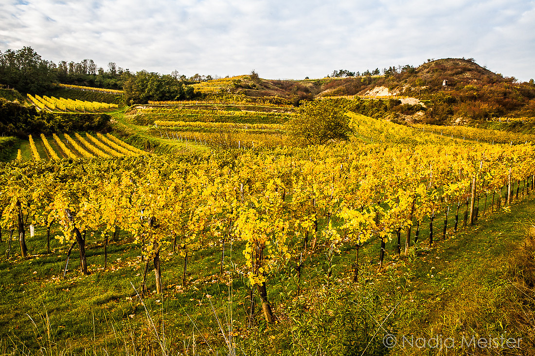 Landpartie WAGRAM_Blattgold&Blattrot_(c)_Nadja Meister_IMG_6548