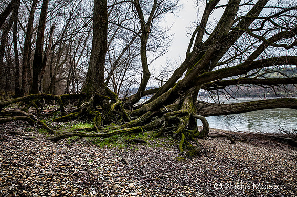 NP Park Donau Auen & Blick auf Devin_(c)_Nadja Meister_IMG_1813