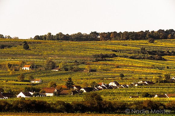 Landpartie WAGRAM_Hohlwege&Kellegasse_(c)_Nadja Meister_IMG_2128