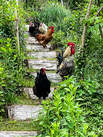 Landpartie WAGRAM_Königsbrunn am Wagram & Pfarrgarten&Kunstraum_(c)_Nadja Meister_IMG_2661