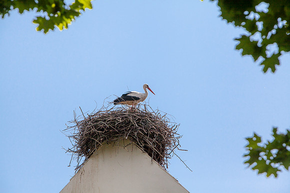 Storchenkolonie_Marchegg_(c)_Nadja Meister_IMG_6996