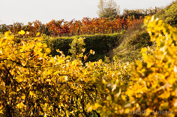 Landpartie WAGRAM_Blattgold&Blattrot_(c)_Nadja Meister_IMG_6538